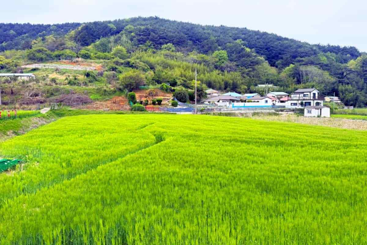 Tongyeong-green-barley-field2.jpg