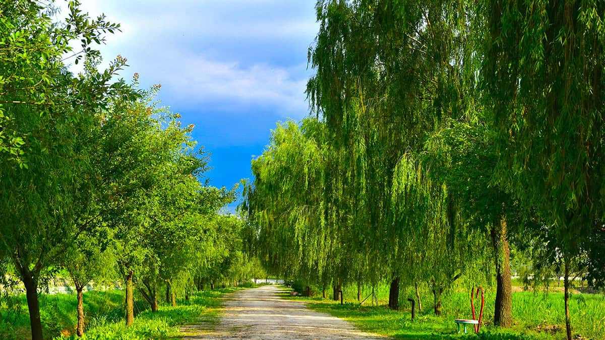 Dangjin-Willow-Tree-Road-5.jpg