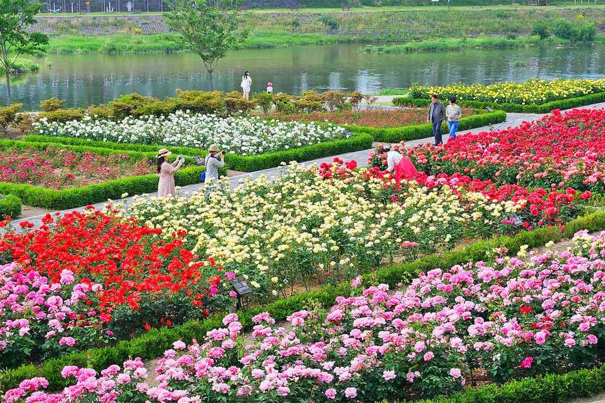 Miryang-Rose-Park3.jpg