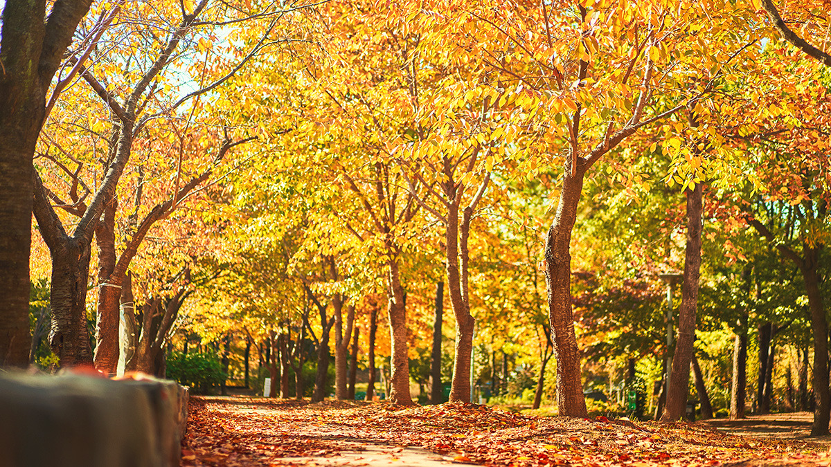 Ttukseom Seoul Forest Autumn Foliage3.jpg