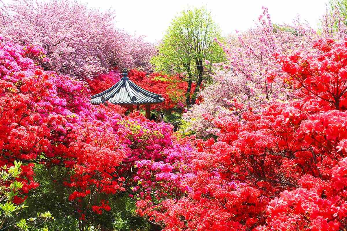 Jeonju-Wansan-Chilbong-Flower-Garden4.jpg