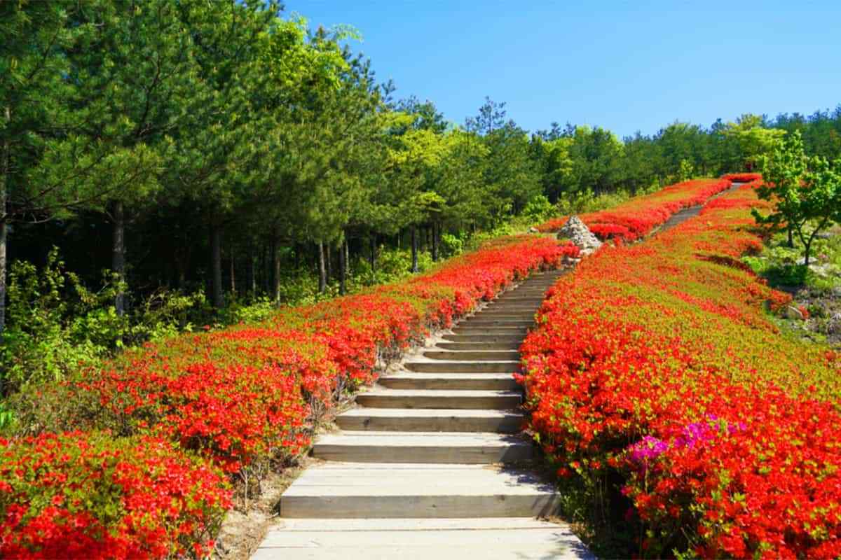 Asan-Rhododendron-Festival2.jpg