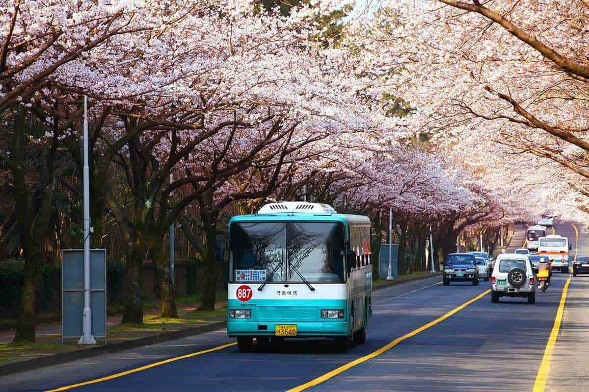 Jeju-Cherry-Blossom-Trip-in-March-3.jpg