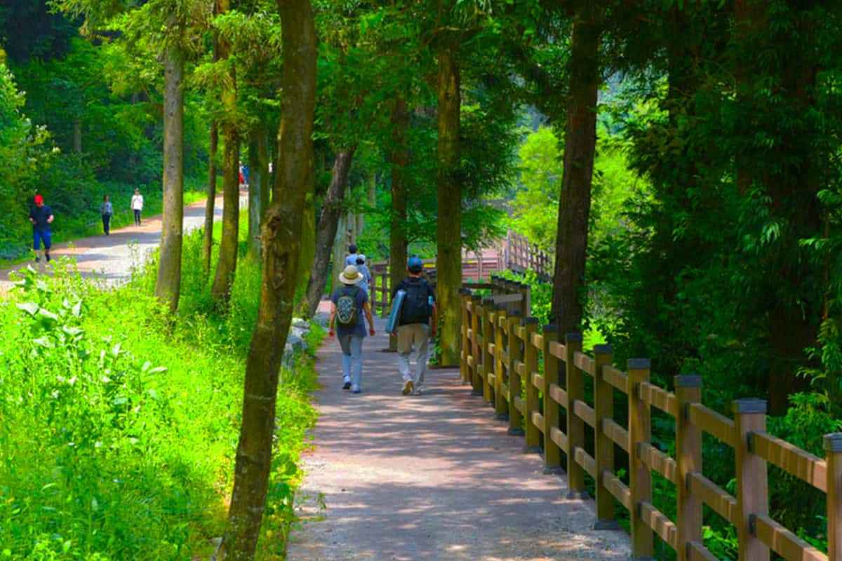 Jangseong-Healing-Forest-3.jpg