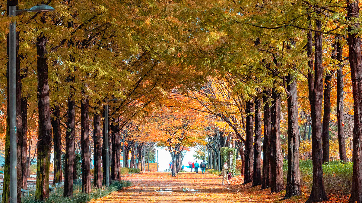 Ttukseom Seoul Forest Autumn Foliage4.jpg