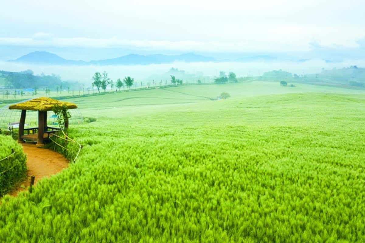 Gochang-green-barley-field4.jpg
