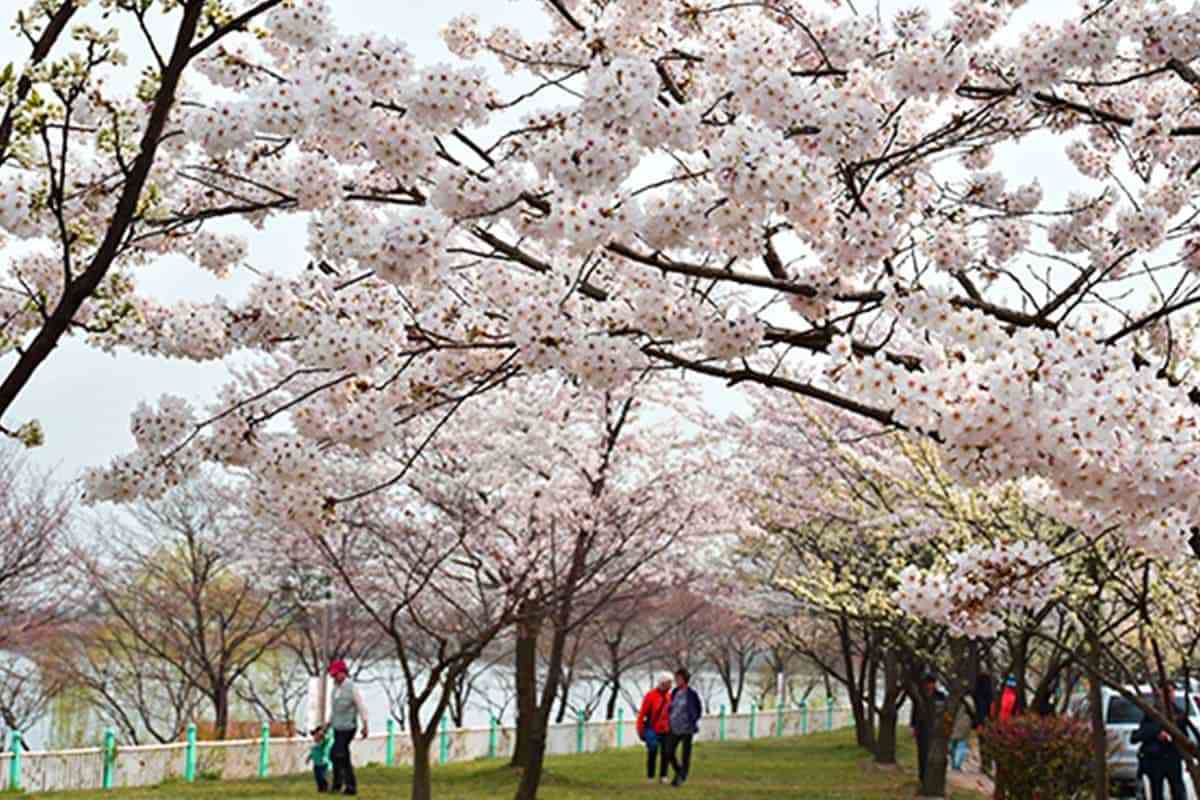 Suwon-spring-attractions5.jpg
