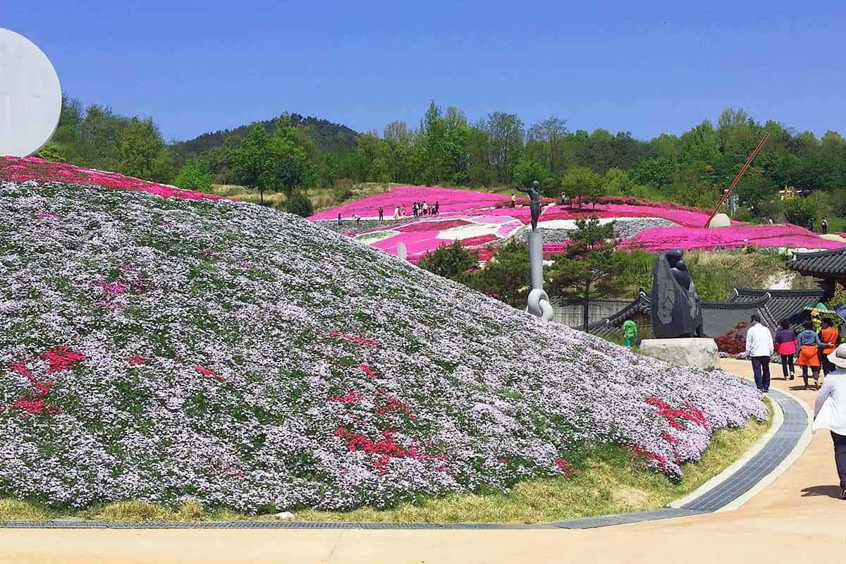 Sancheong-Flower-Grass-Festival2.jpg