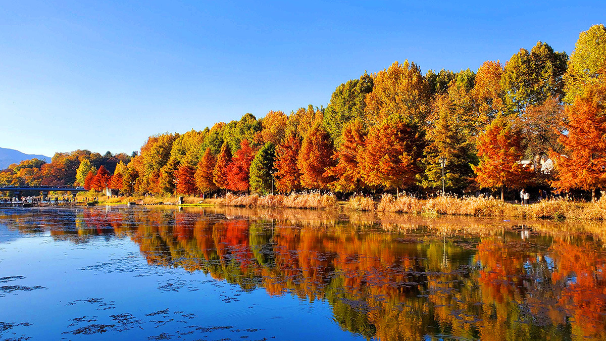 Damyang Gwanbangjelim Maple Trees5.jpg