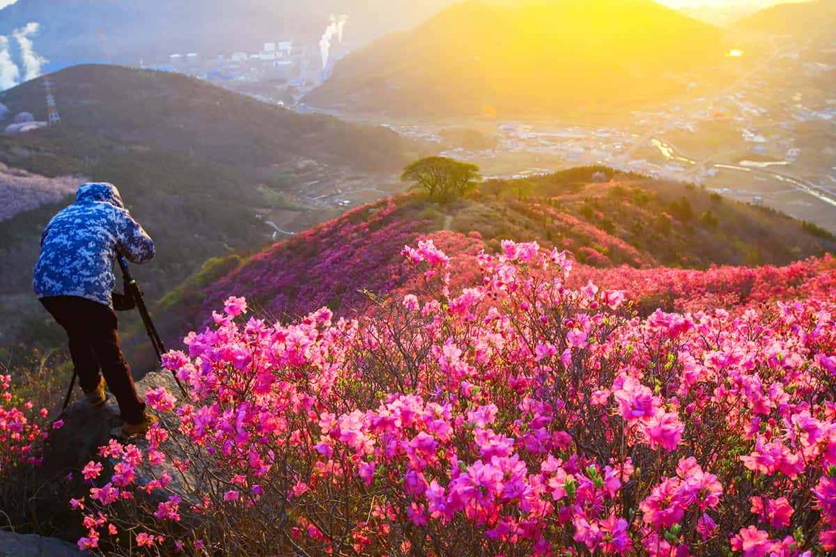 Yeongchusan-Azalea-Festival6.jpg