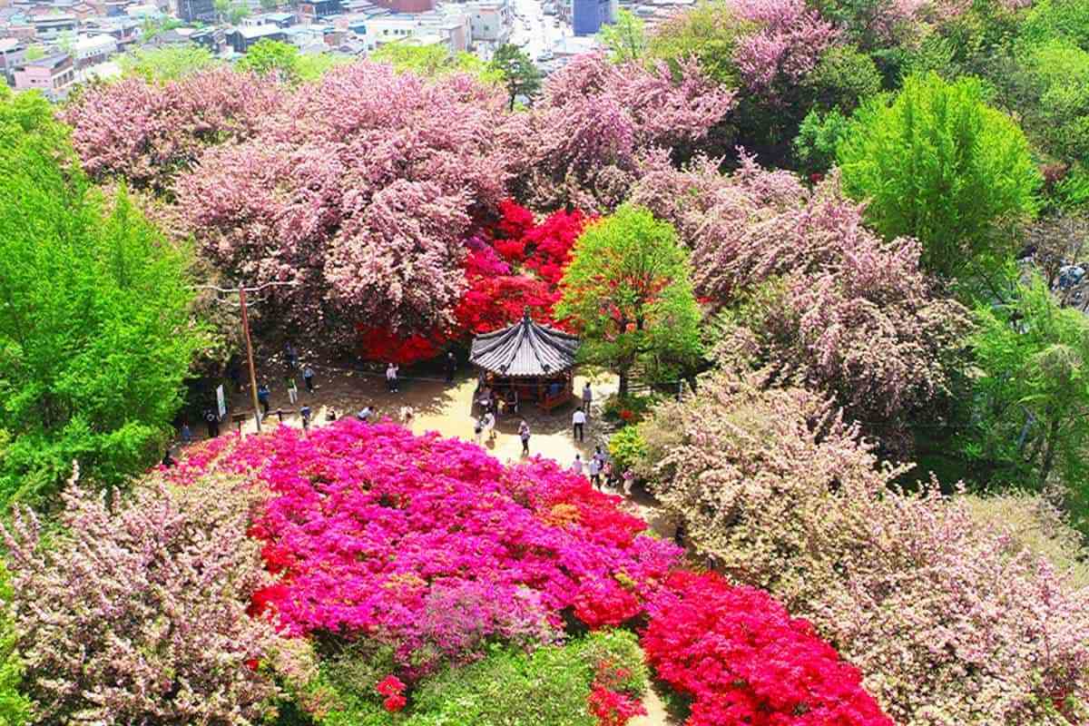 Jeonju-Wansan-Chilbong-Flower-Garden2.jpg