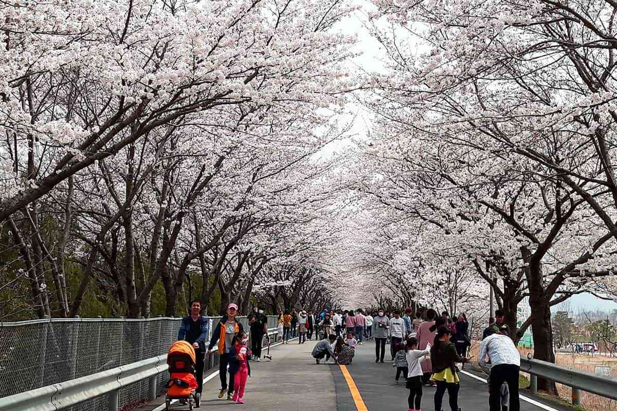 Yangsan-Cherry-Blossom-Festival2.jpg