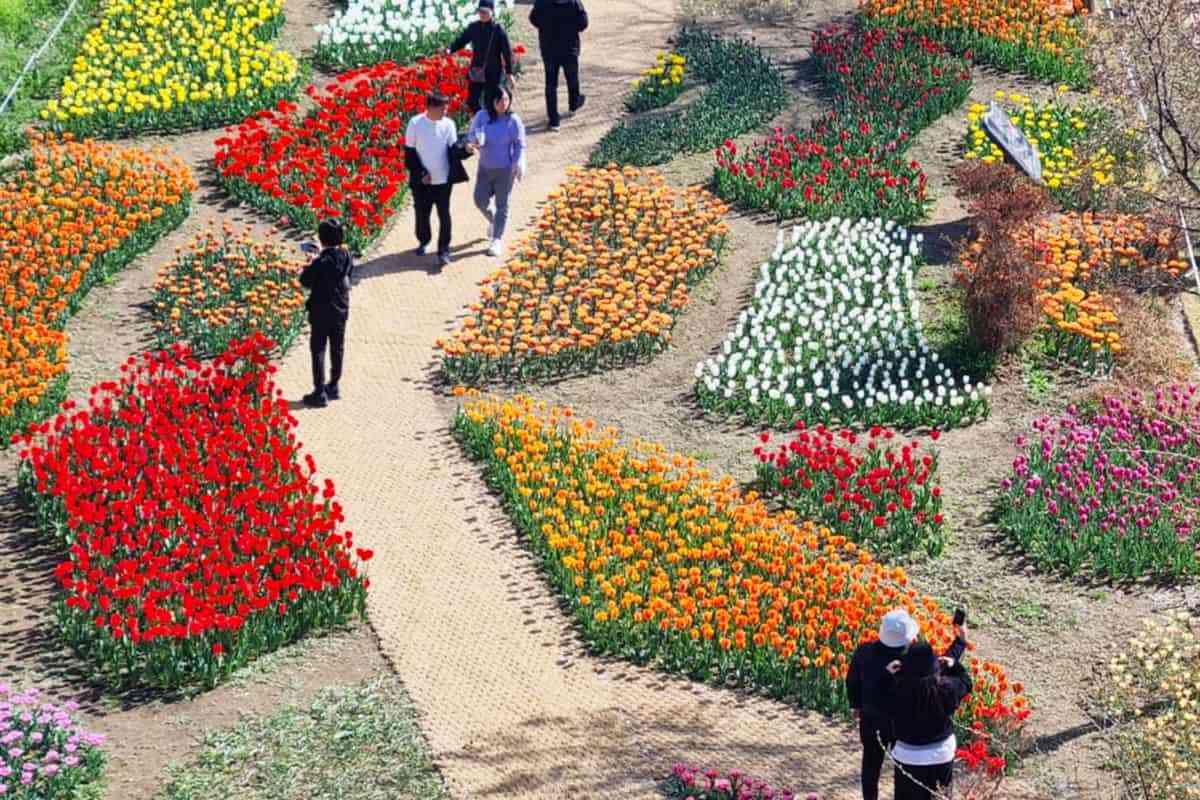 Jungnangcheon-Tulip-Garden2.jpg