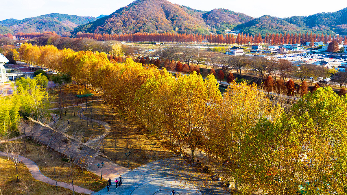 Damyang Gwanbangjelim Maple Trees3.jpg