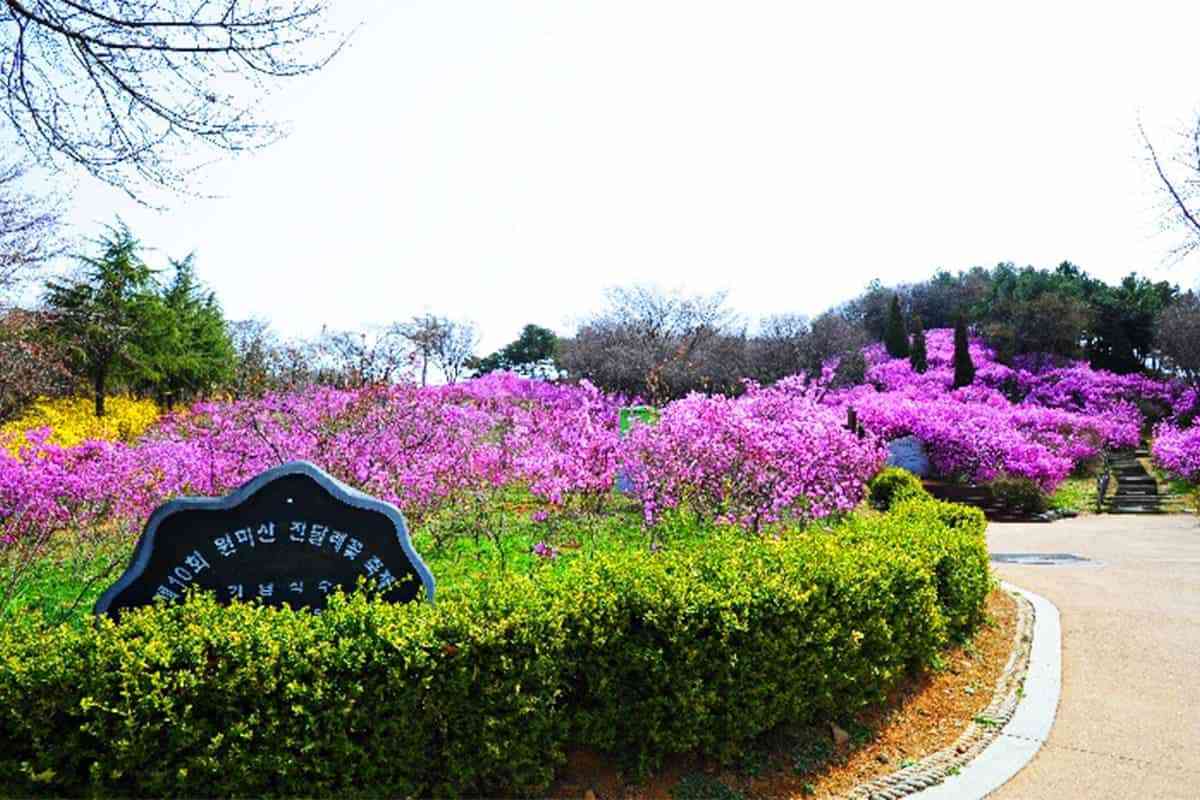 Bucheon-spring-flower-attractions5.jpg