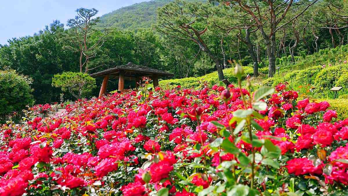 Gyeyangsan-Rose-Garden-3.jpg
