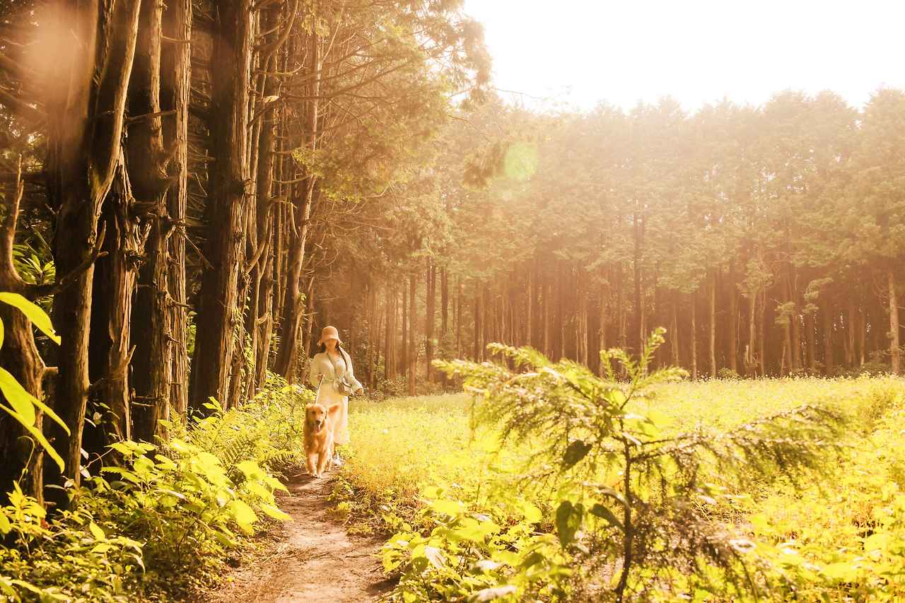 eswtCa_안돌오름 비밀의 숲.jpg