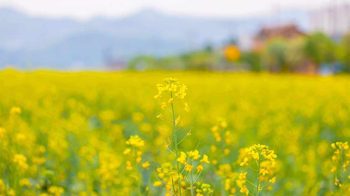 Jecheon-Rape-Blossoms-1.jpg