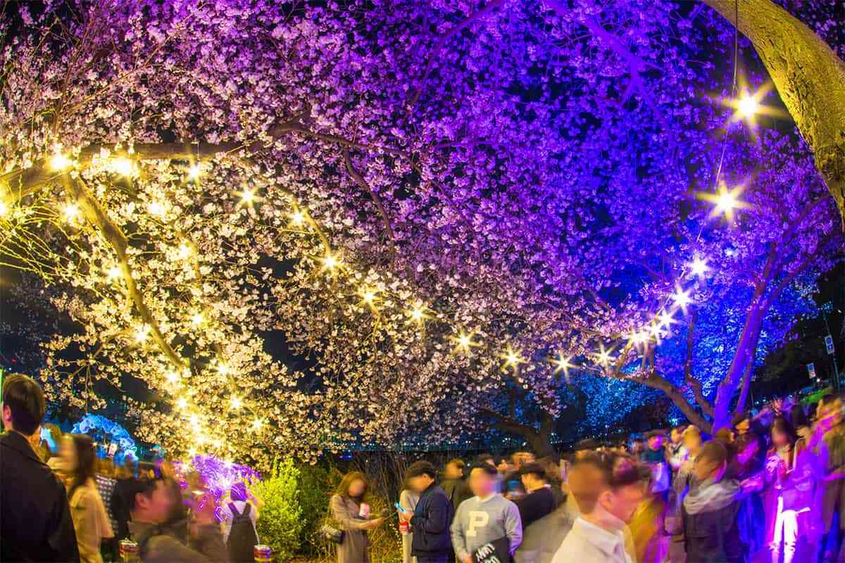 Yeouido-Cherry-Blossom-Festival6.jpg