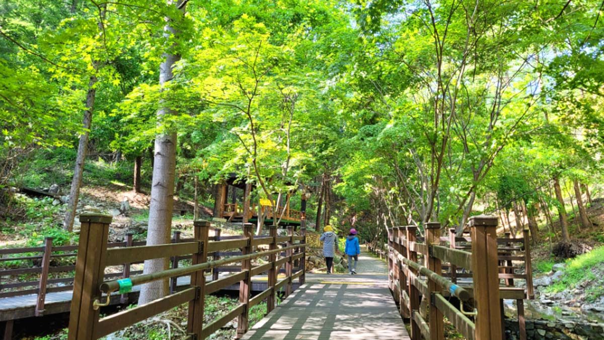 eumseong-bonghakgol-forest-bathing-area6.jpg