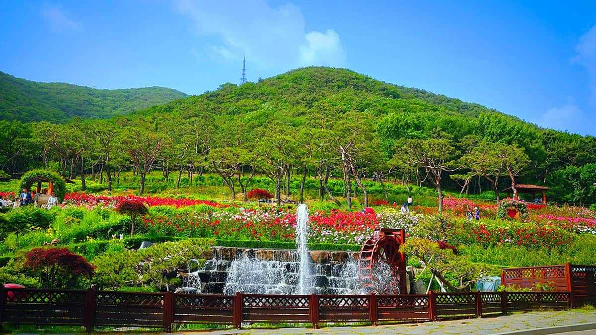 Gyeyangsan-Rose-Garden-1.jpg