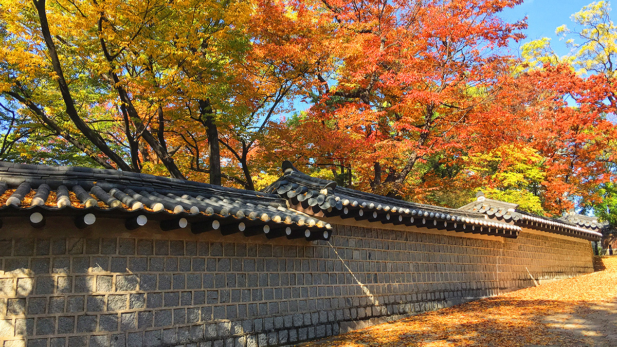 Autumn foliage on Deoksugung Stone Wall Road6.jpg