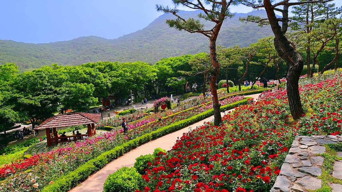 Gyeyangsan-Rose-Garden-2.jpg