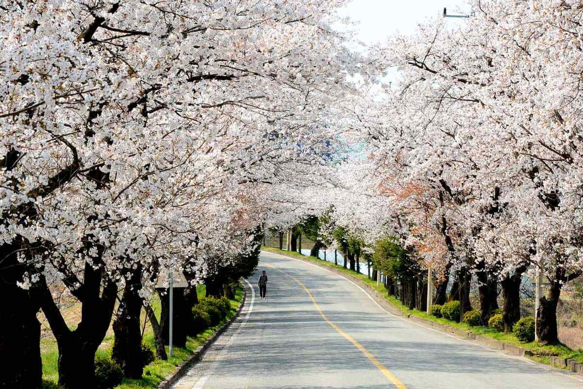 Spring-travel-destinations-in-Jeungpyeong-gun1.jpg