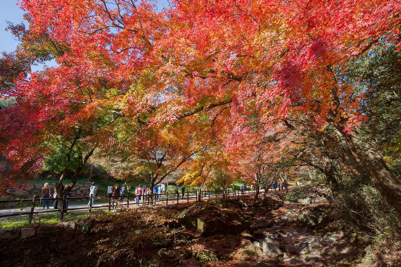 Type1_백양사_한국관광공사 송재근_iTNGfw.jpg