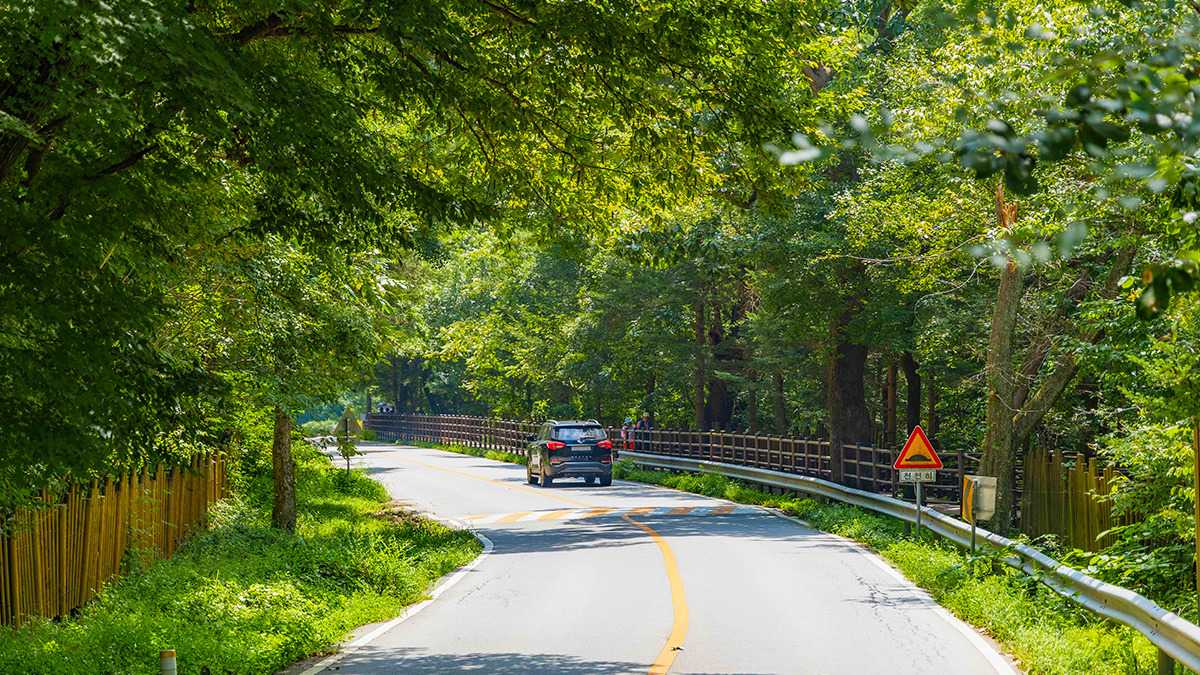 Pocheon-Gwangneung-Forest-Road-1.jpg
