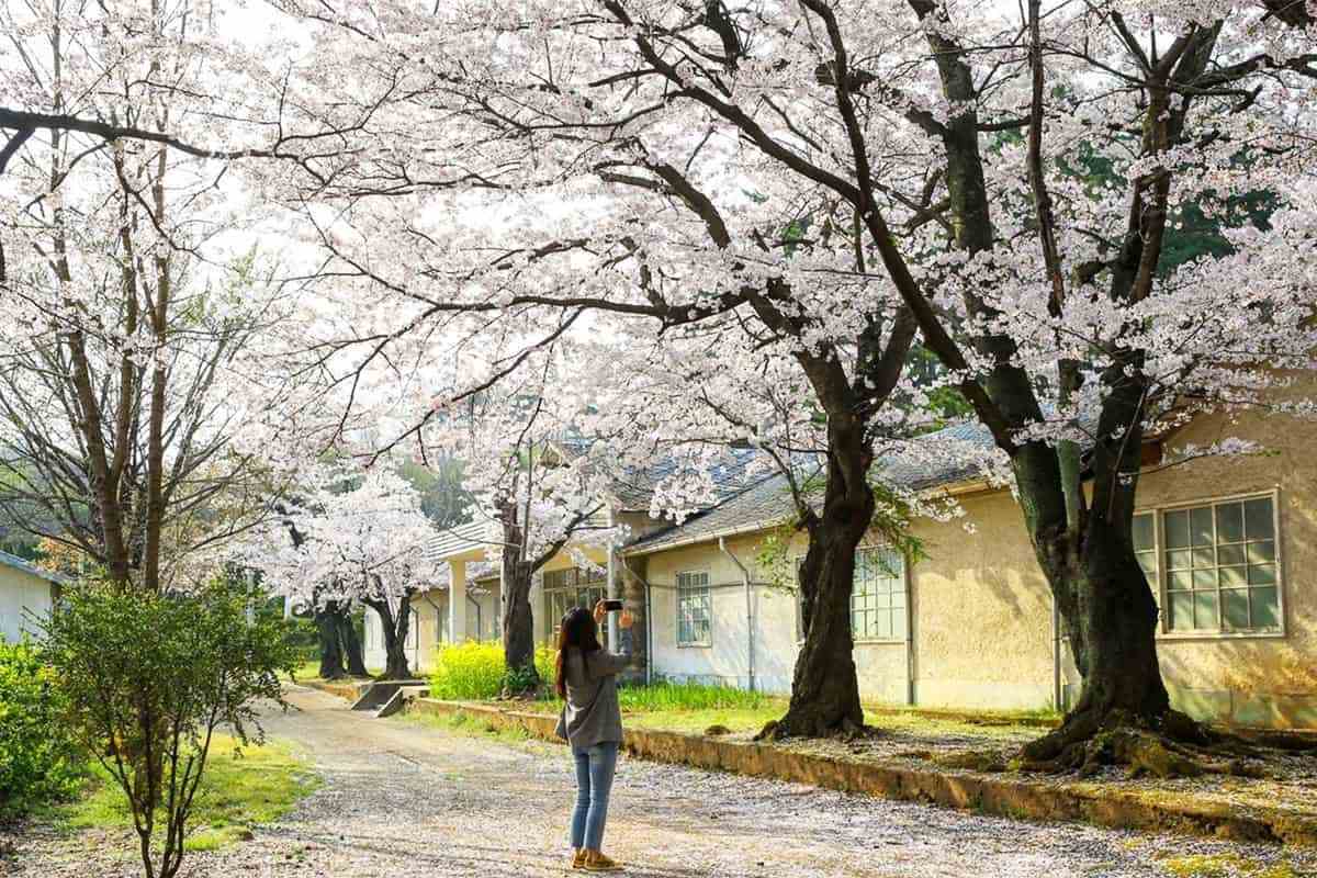 Donghae-Cherry-Blossom-Spots3.jpg