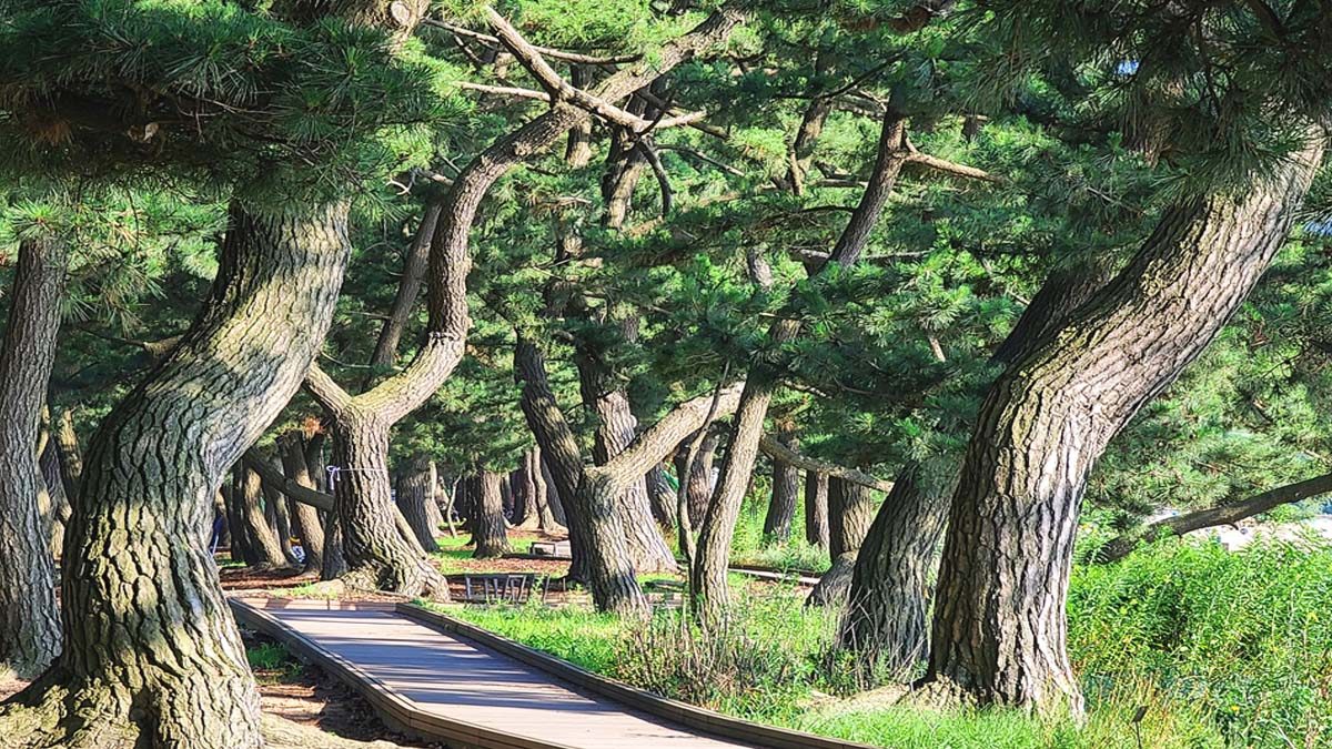 gungpyeongri-coastal-pine-forest-geopark1.jpg