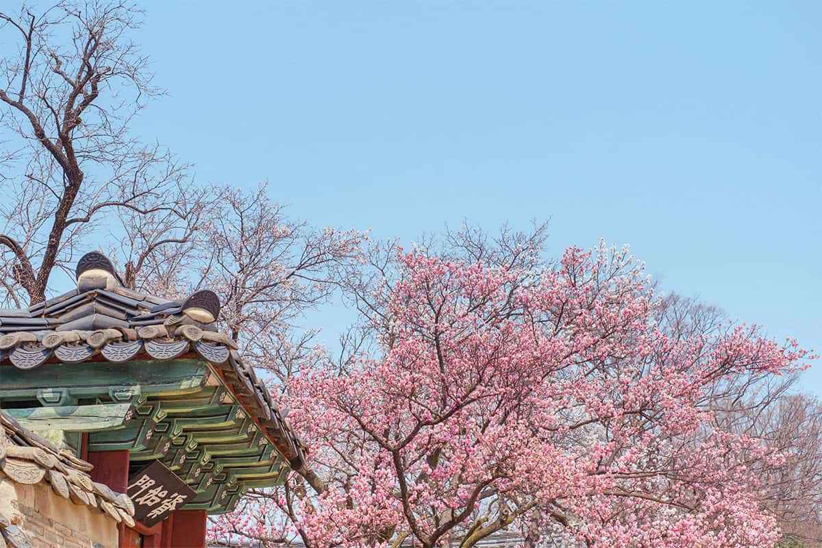Seoul-spring-travel-destinations3.jpg