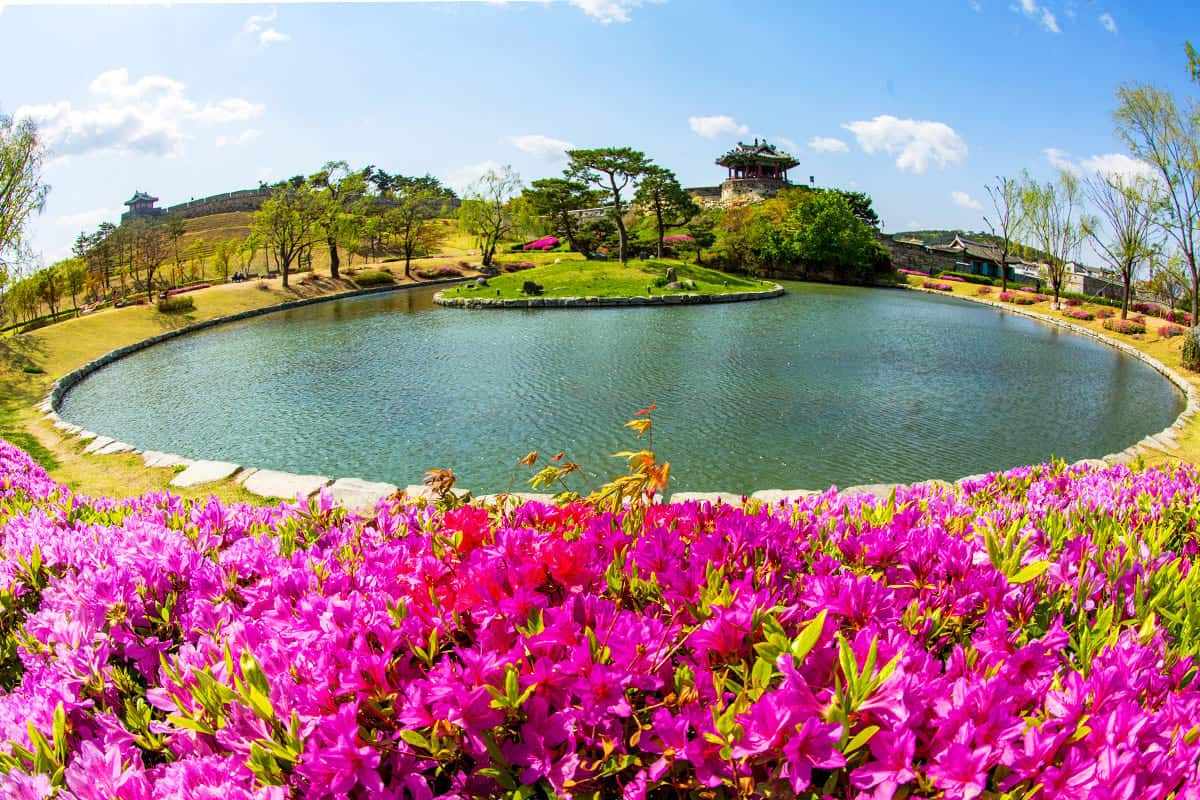 Suwon-spring-attractions2.jpg