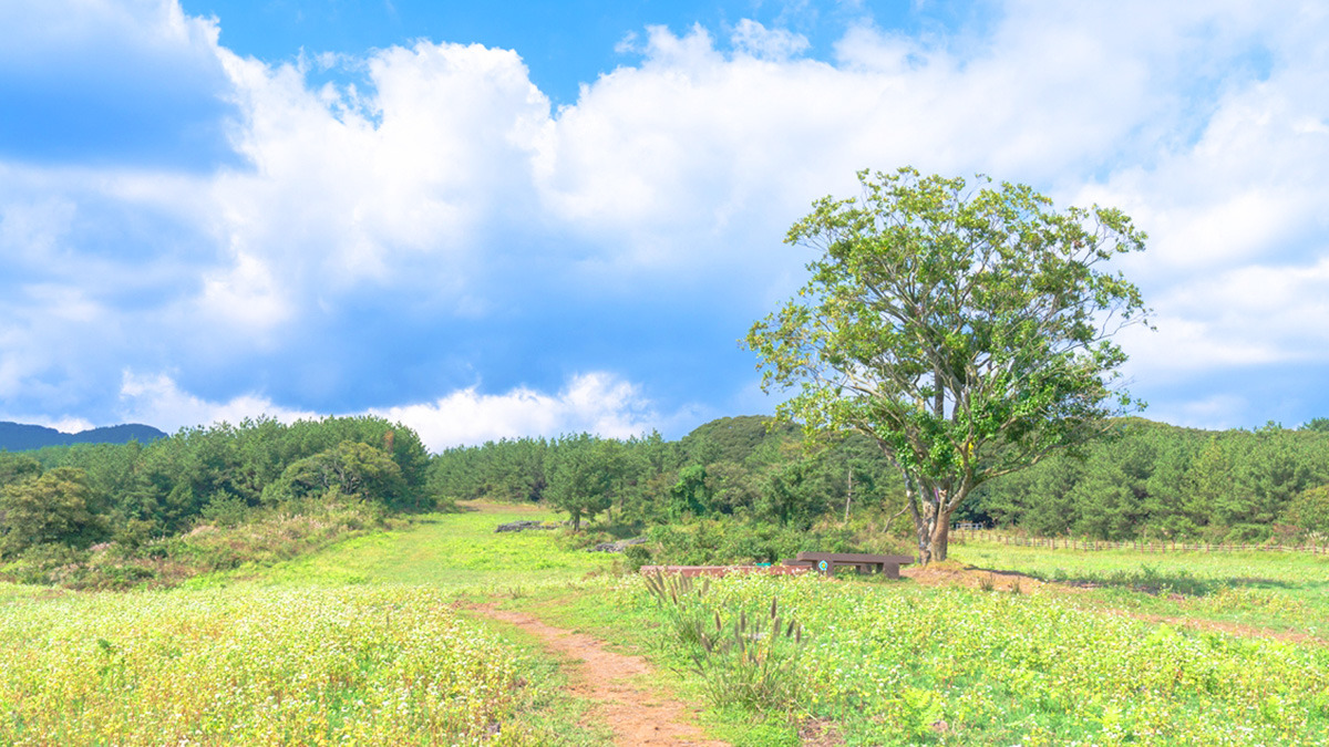 jeju meochewas-supgil6.jpg