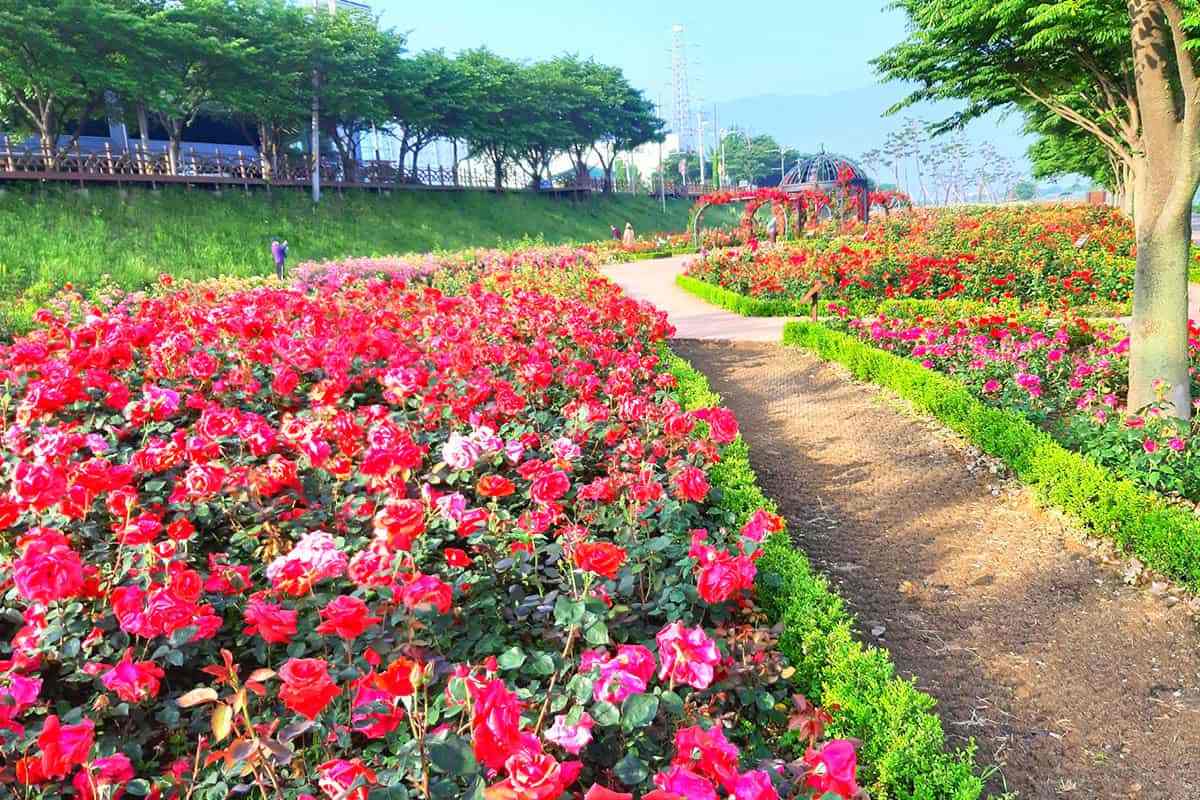 Miryang-Rose-Park4.jpg