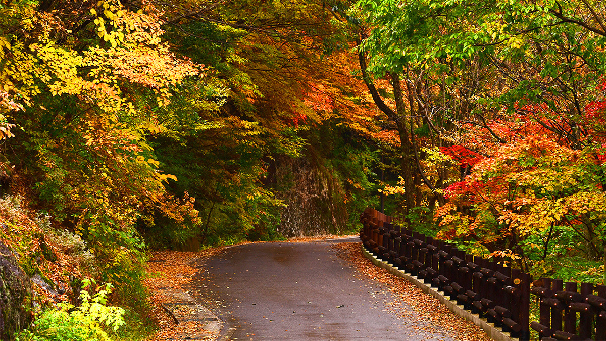 Gurye Piagol Autumn Foliage4.jpg