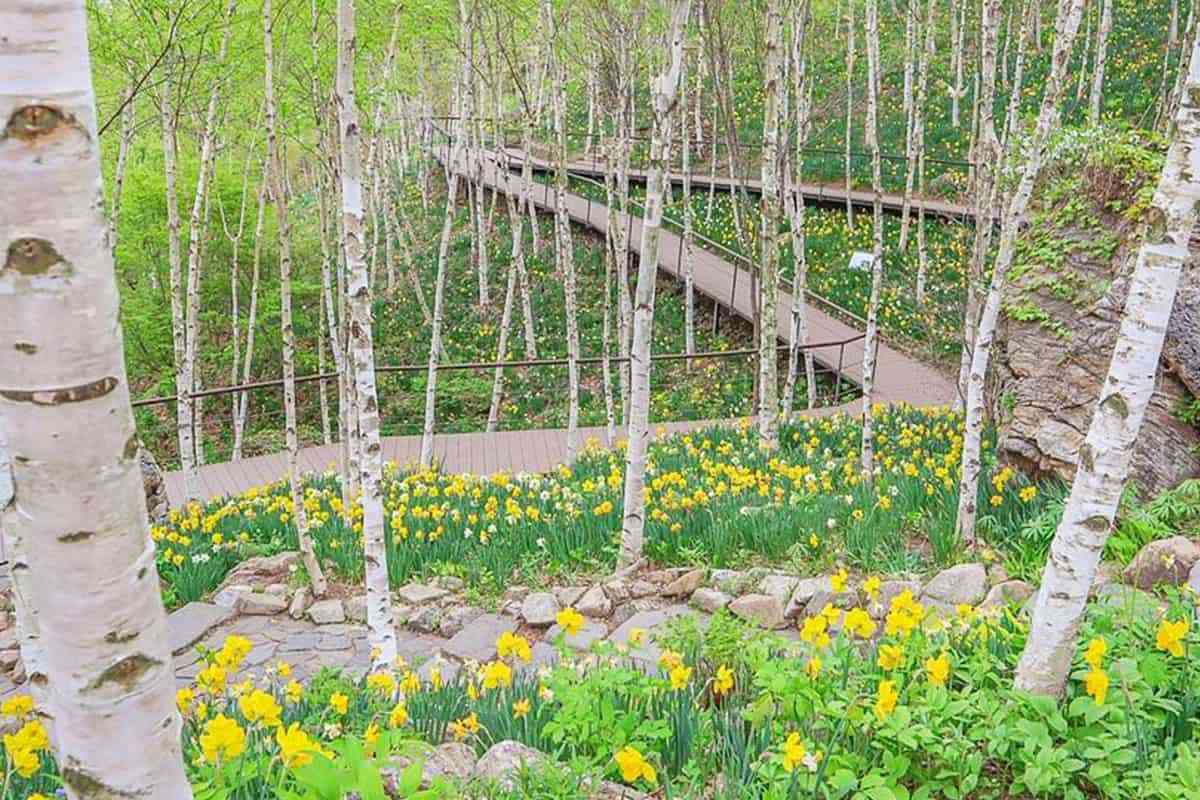 Hwadam-Forest-Daffodils5.jpg