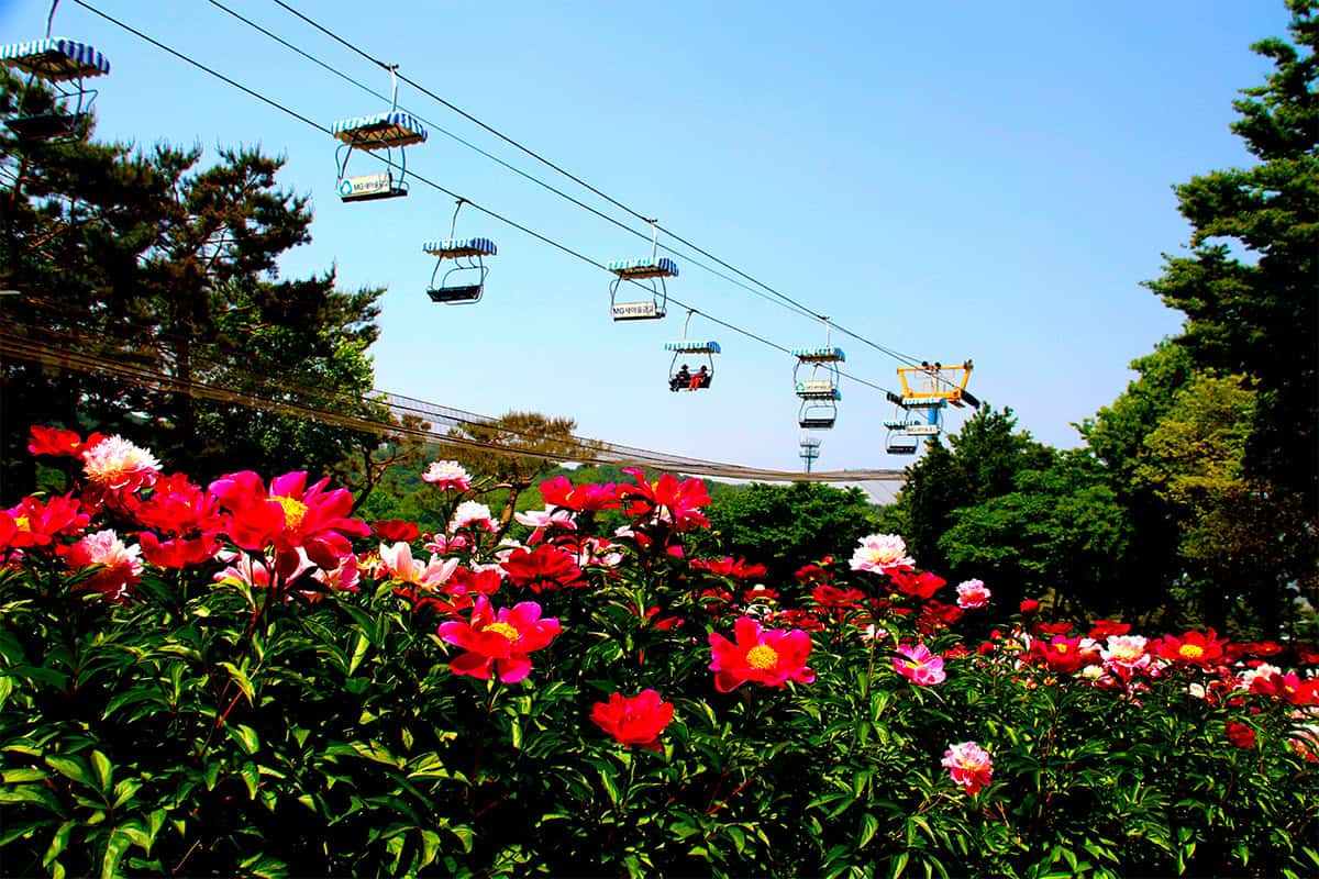 Seoul-Grand-Park-Peony-5.jpg