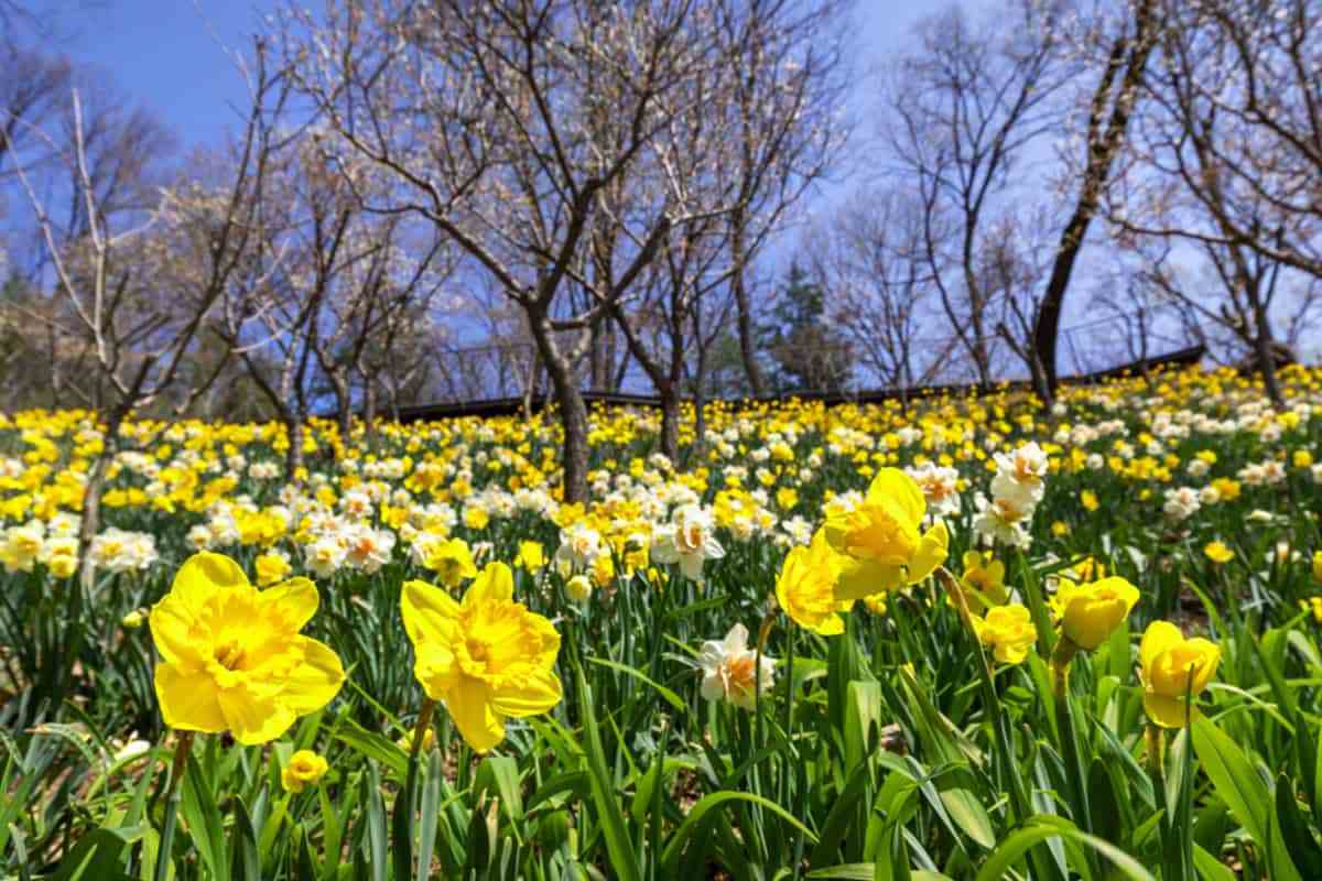 Hwadam-Forest-Daffodils4.jpg