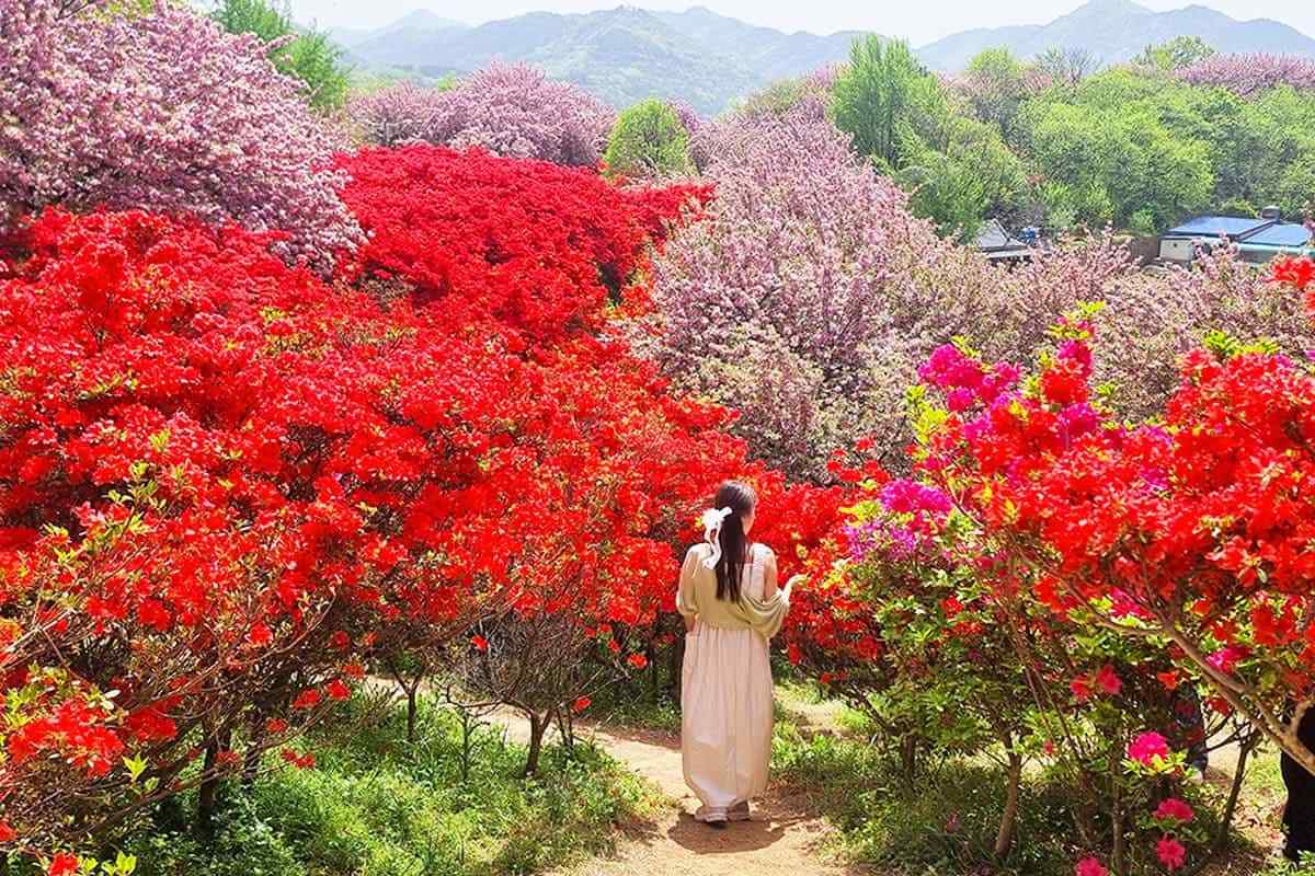 Jeonju-Wansan-Chilbong-Flower-Garden3.jpg