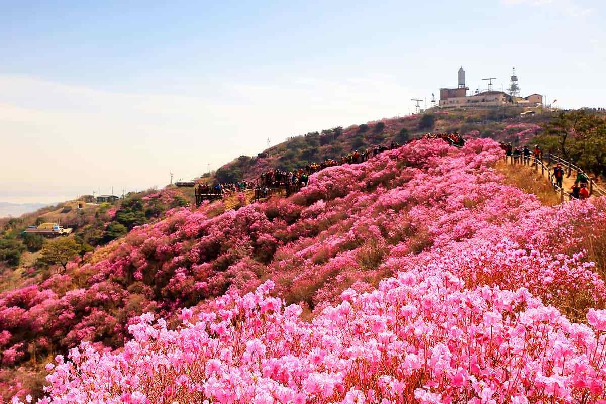 Ganghwa-gun-spring-flower-attractions2.jpg