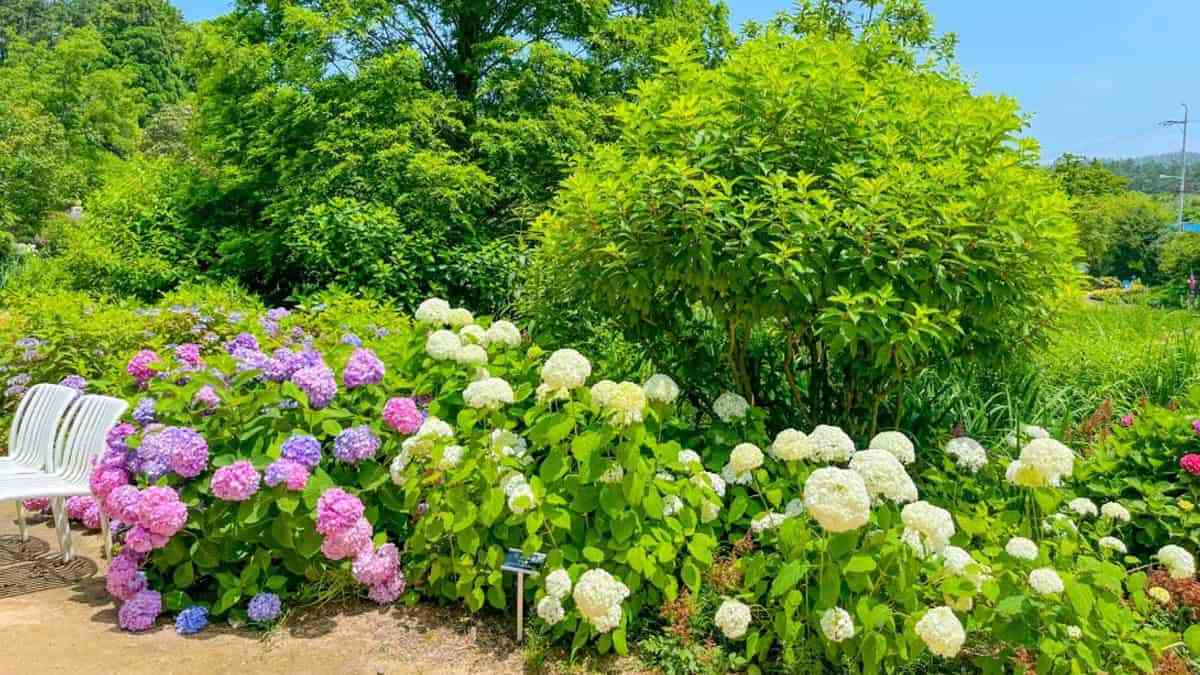 Taean-Cheonliposu-Arboretum-Hydrangea-1.jpg
