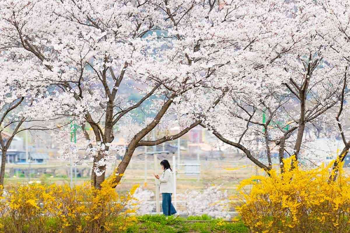 Gurye-Cherry-Blossom-Road6.jpg