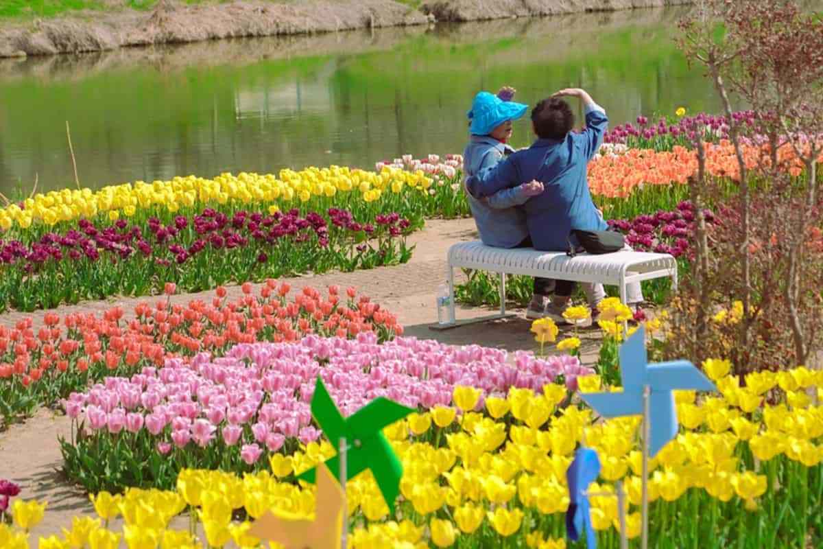 Jungnangcheon-Tulip-Garden4.jpg