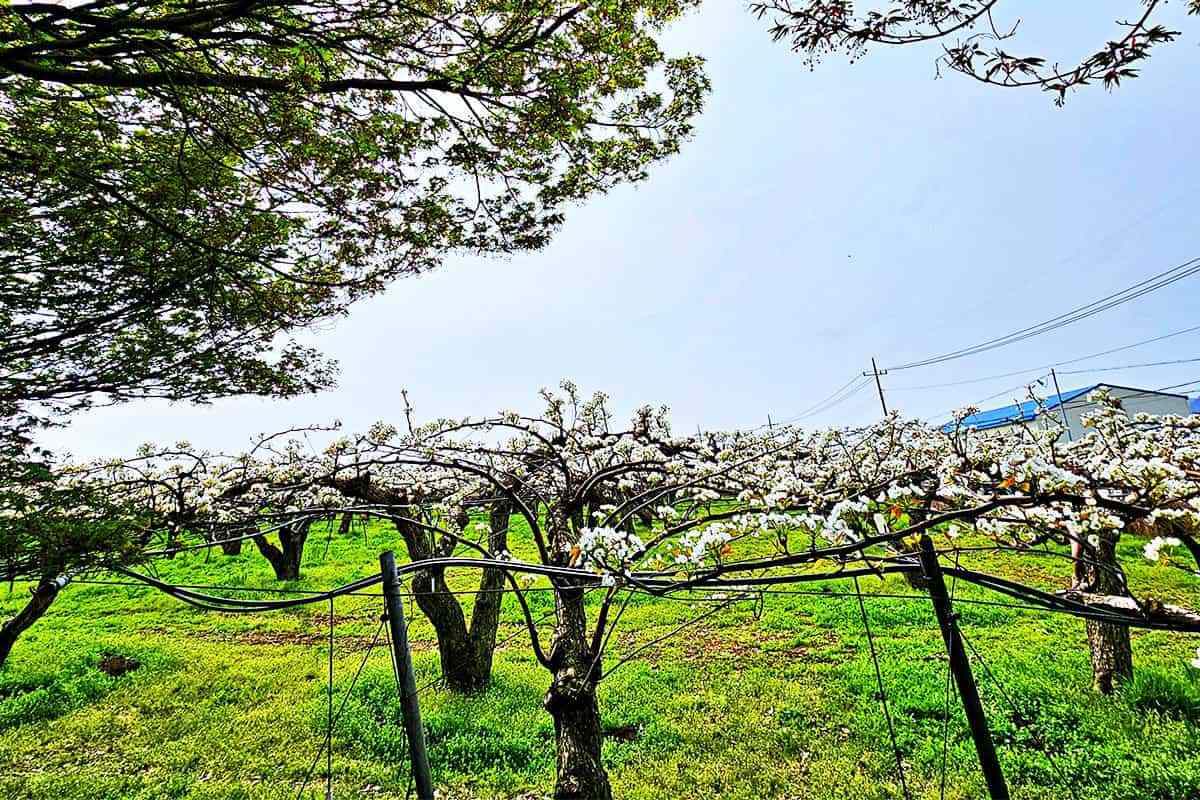 Cheonan-Wangjibong-Pear-Blossom-Road2.jpg