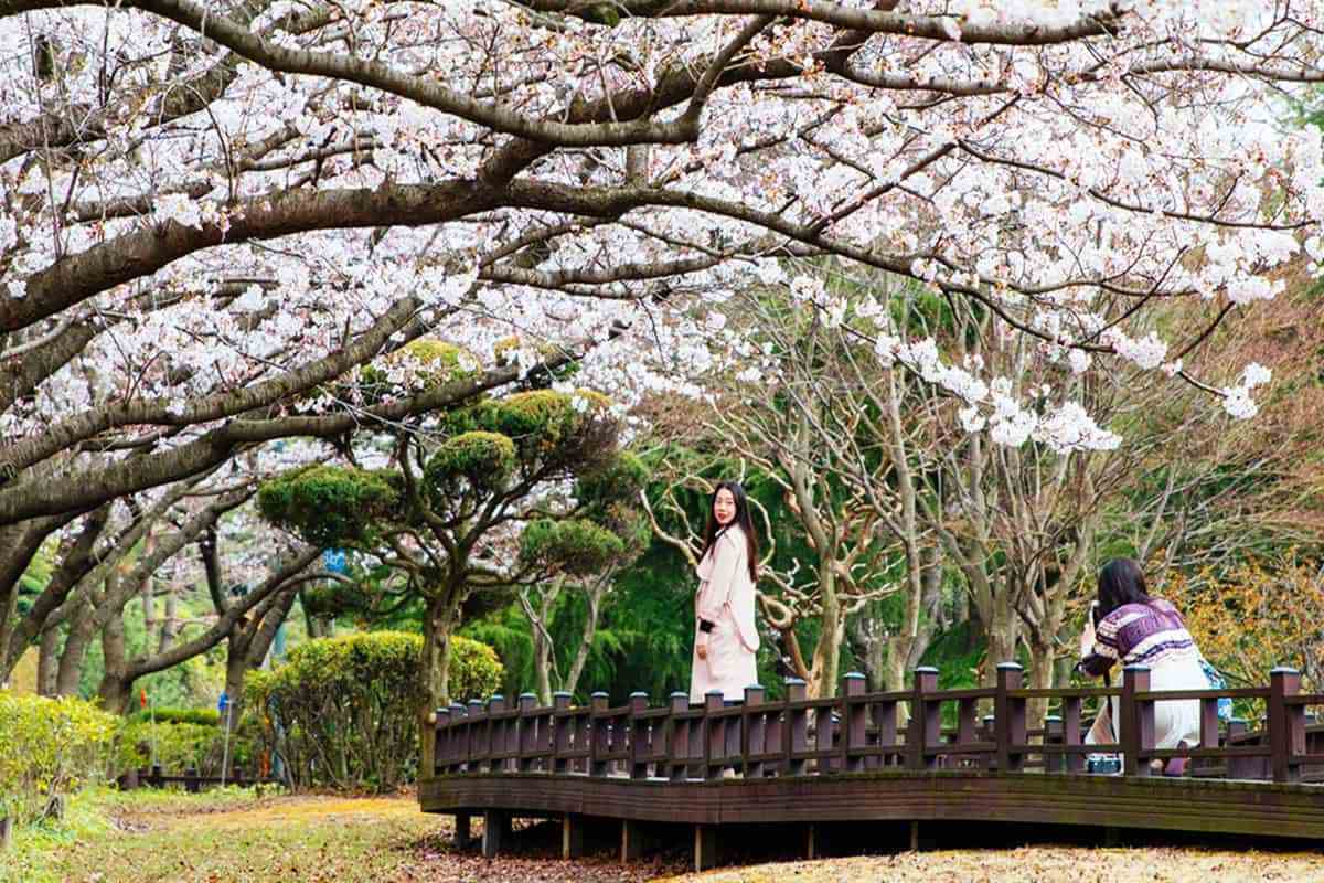 Gwangyang-Cherry-Blossom-Festival4.jpg