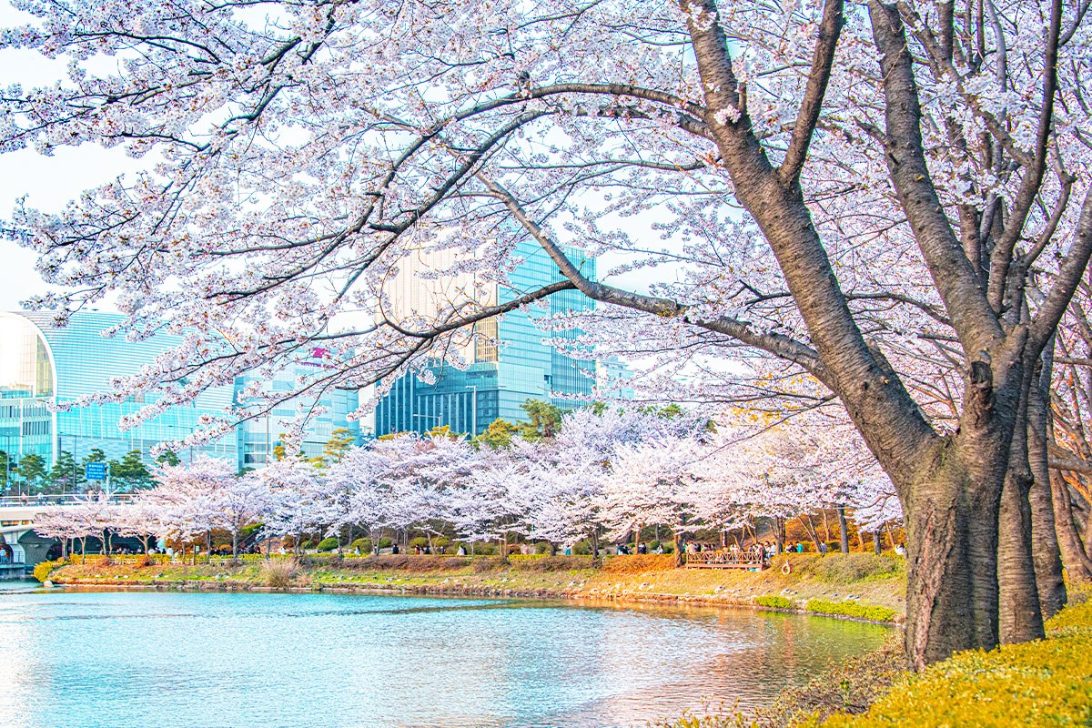 Seoul-spring-flower-attractions1.jpg