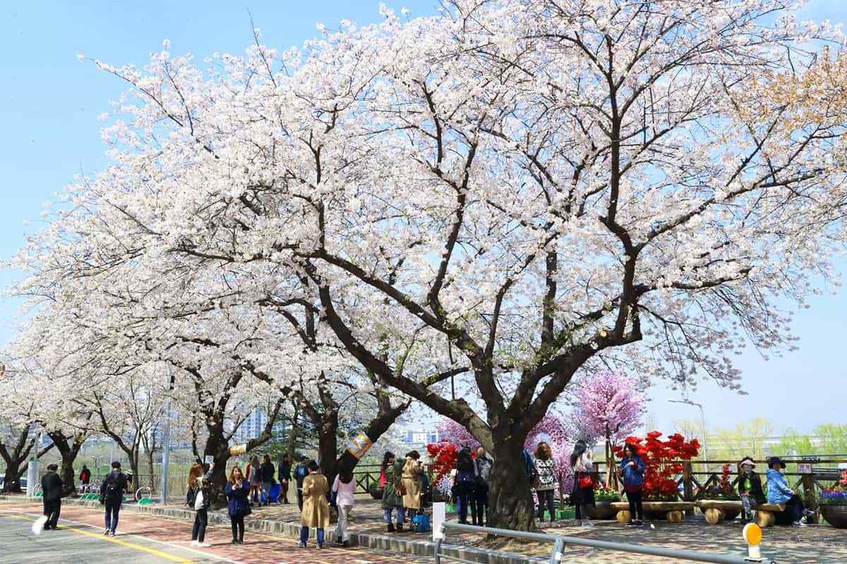 Yeouido-Cherry-Blossom-Festival5.jpg