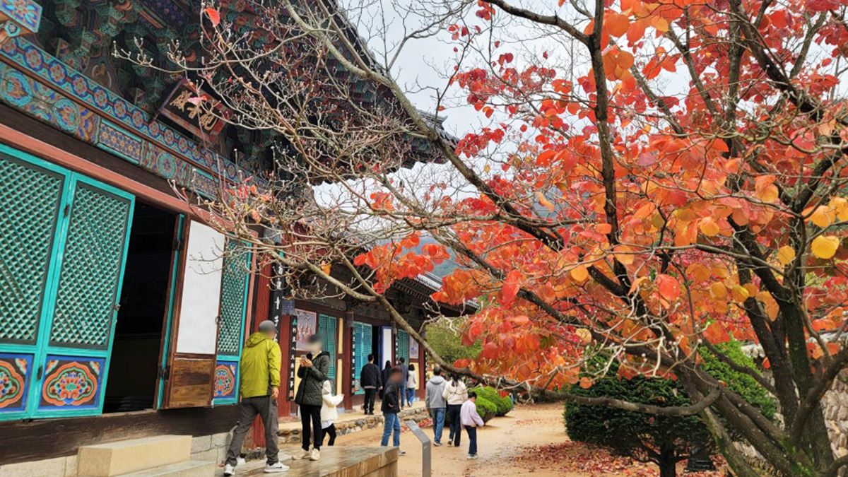 Autumn foliage at Unmunsa Temple in Cheongdo7.jpg